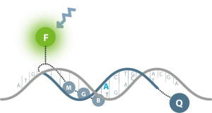 MGB MOLECULAR