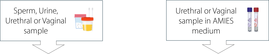 mycoplasma MYCOFAST