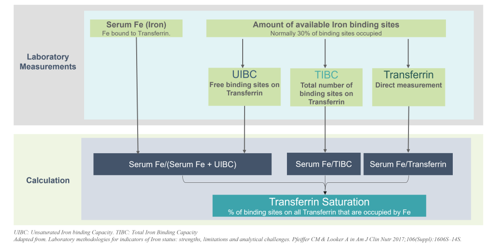 Unraveling the Secrets of Anemia Insights into Iron, Ferritin, TIBC
